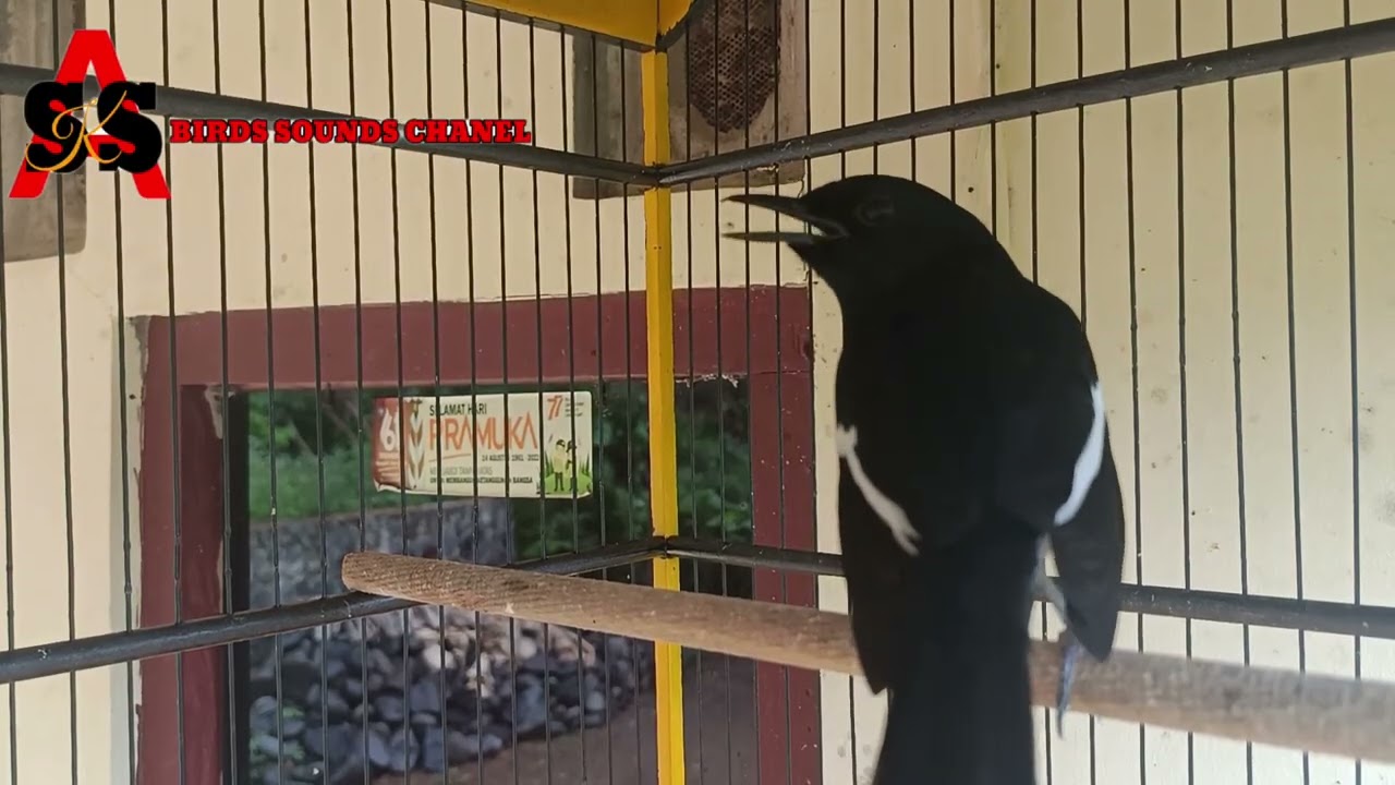 Pancingan burung kacer pastol cepat nyaut