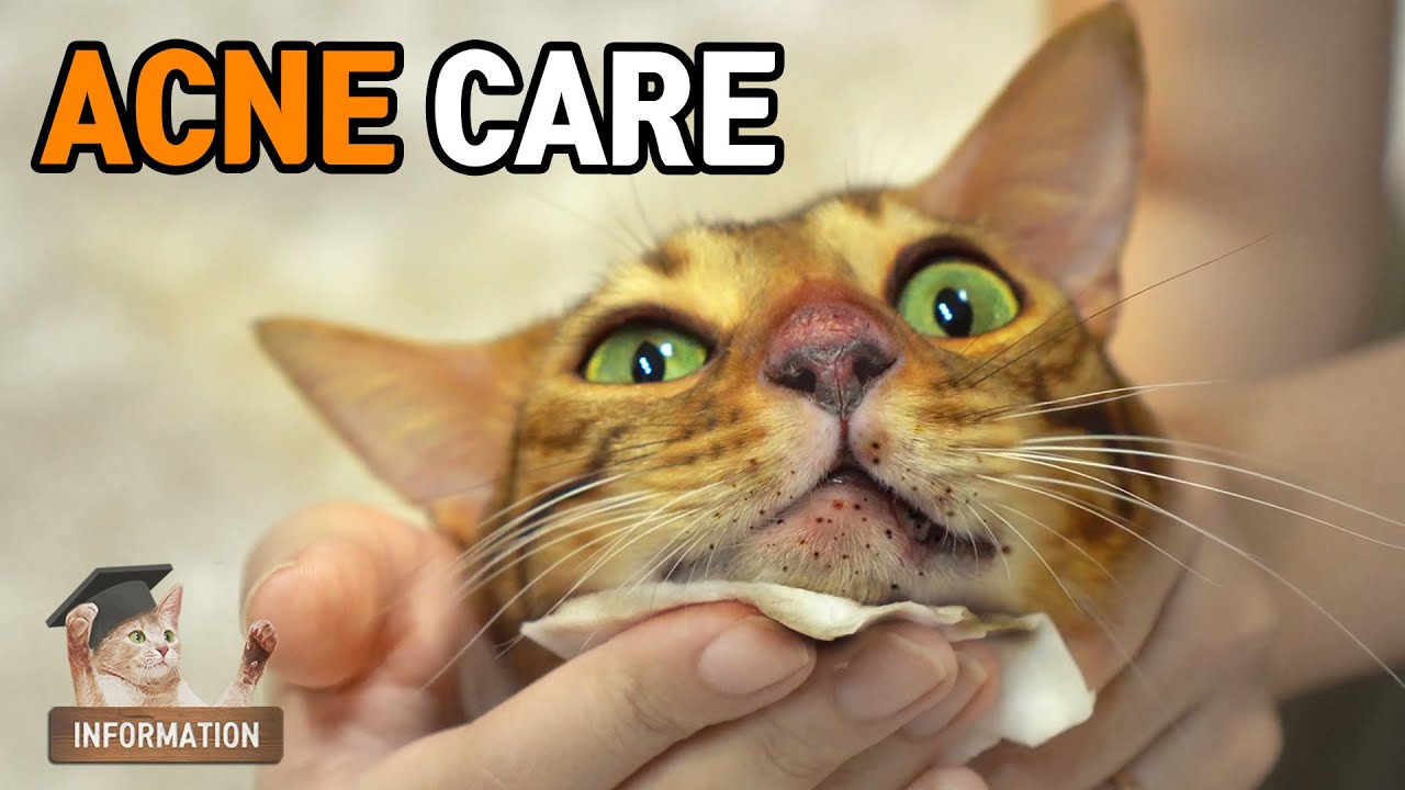 How to Cat Acne care?ㅣDino cat