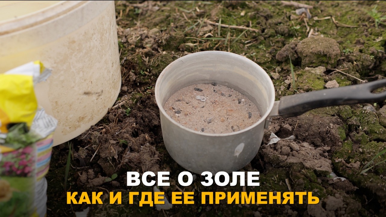 СПОРЫ О ЗОЛЕ НЕ УТИХАЮТ. Разбираемся в золe: когда золу можно вносить, а когда — нет.