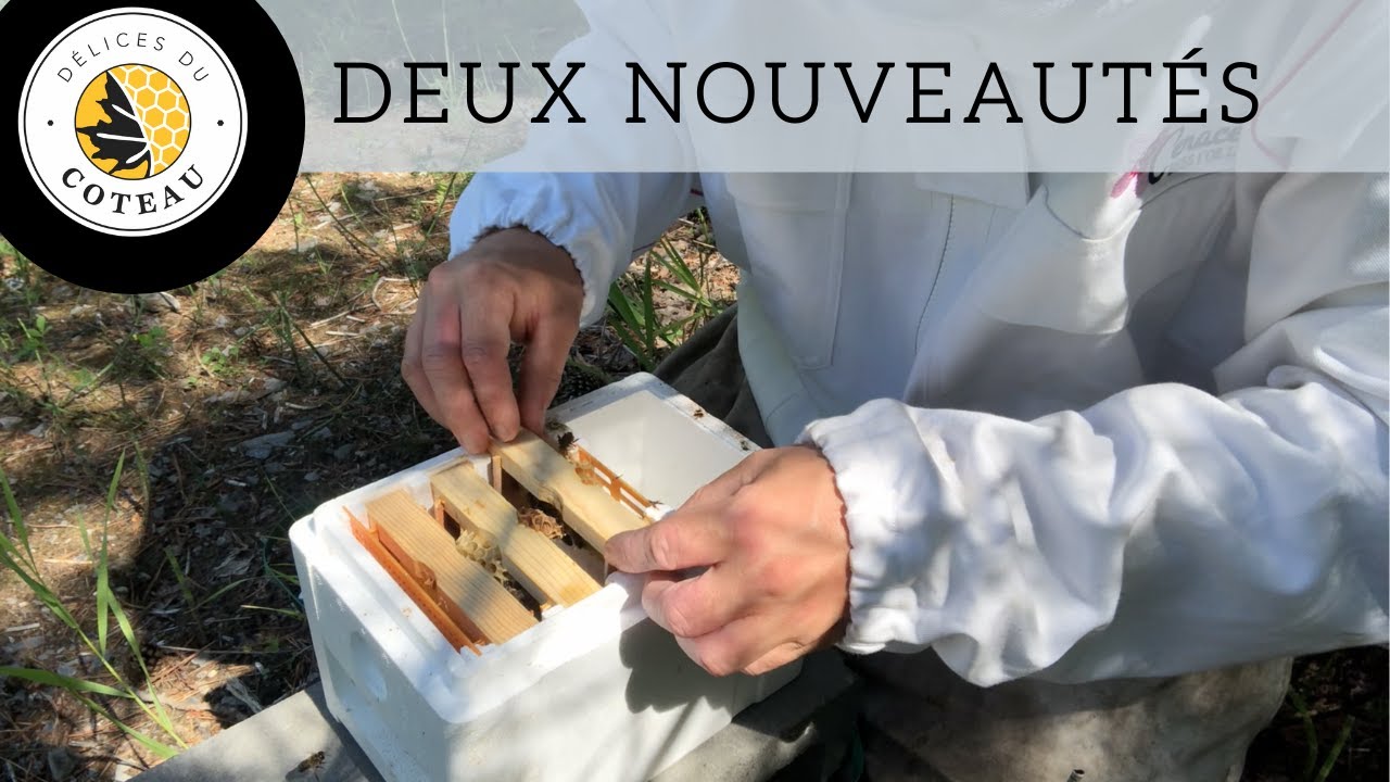 Deux nouveautés: ruchette de fécondation et trappe à pollen