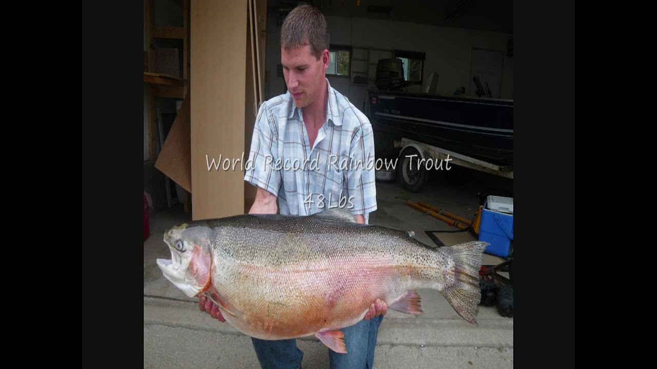 World Record Rainbow Trout (48Lbs)