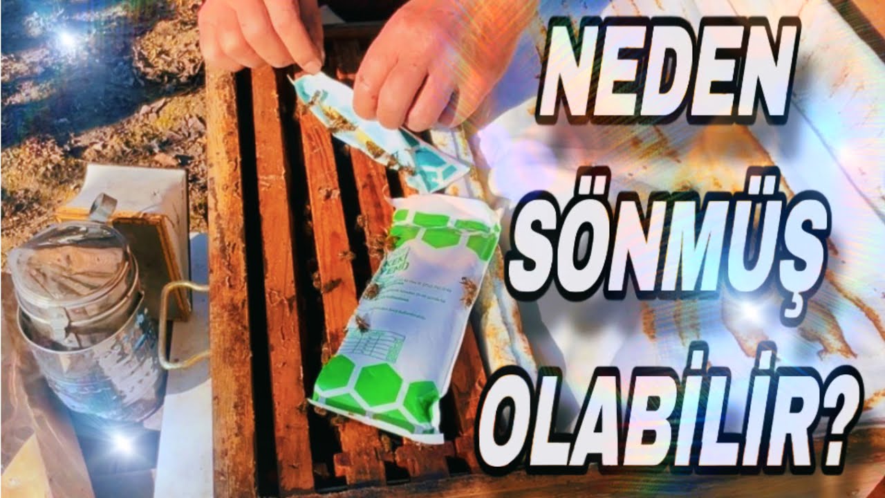 Bal var kek var arı neden yok?? 
