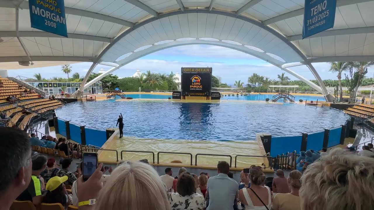 Spectacol in Loro Parque (tenerife) - Orca