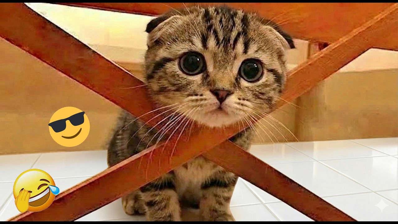 You Laugh You Lose 😂 Funniest Cats and Dogs 2026 🐾💜 Part 22