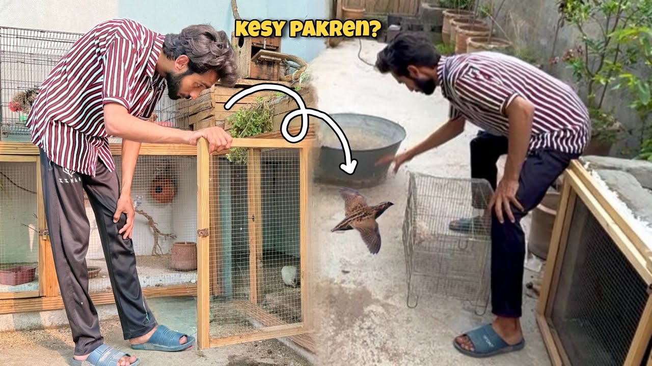 Batair Ny Anda Diya Aur Sameer Ny Uska Cage Khol K Azaad kar Diya😡🤬