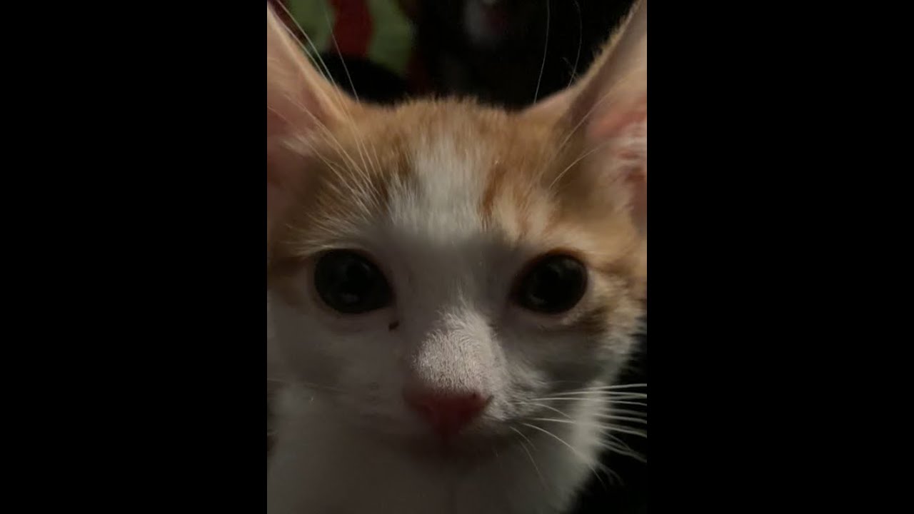 Pain (Roblox_Grace saferoom-10 speedrun)