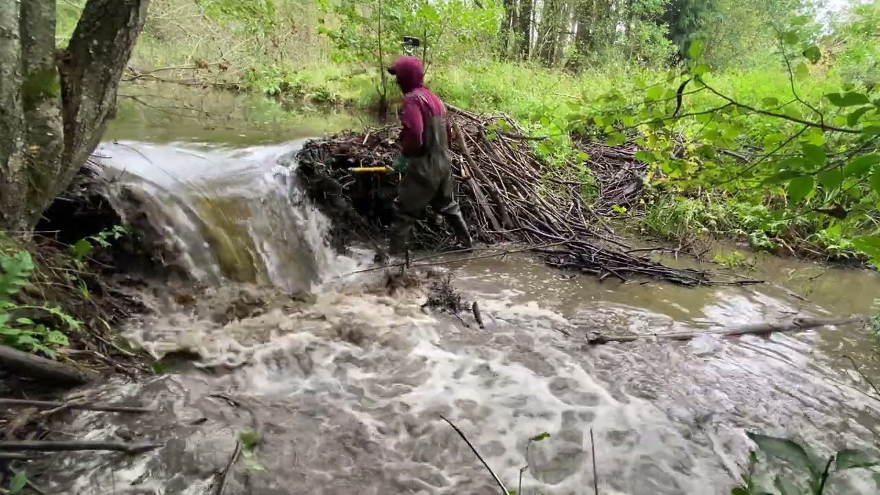 Draining Beaver Dam. Fields are getting WET!