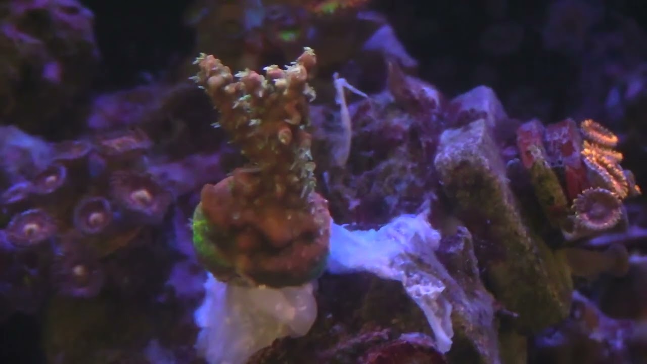 ACROPORA SPS ORDER| BUDMAN CORAL REEFS SALTWATER AQUARIUM CORAL REEF NANO TANK UPDATE