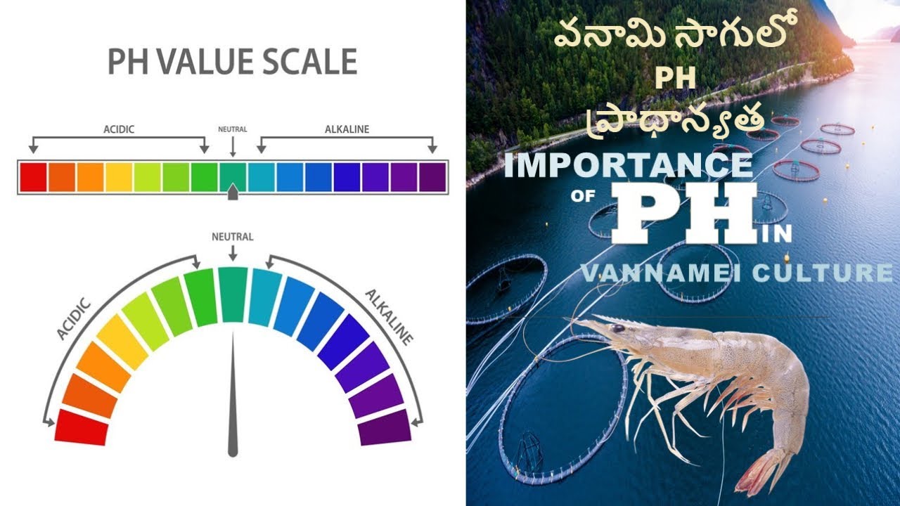 Importance of pH in Aquaculture | Tips for Healthy Shrimp#AquacultureTips #ShrimpHealth #WaterPH