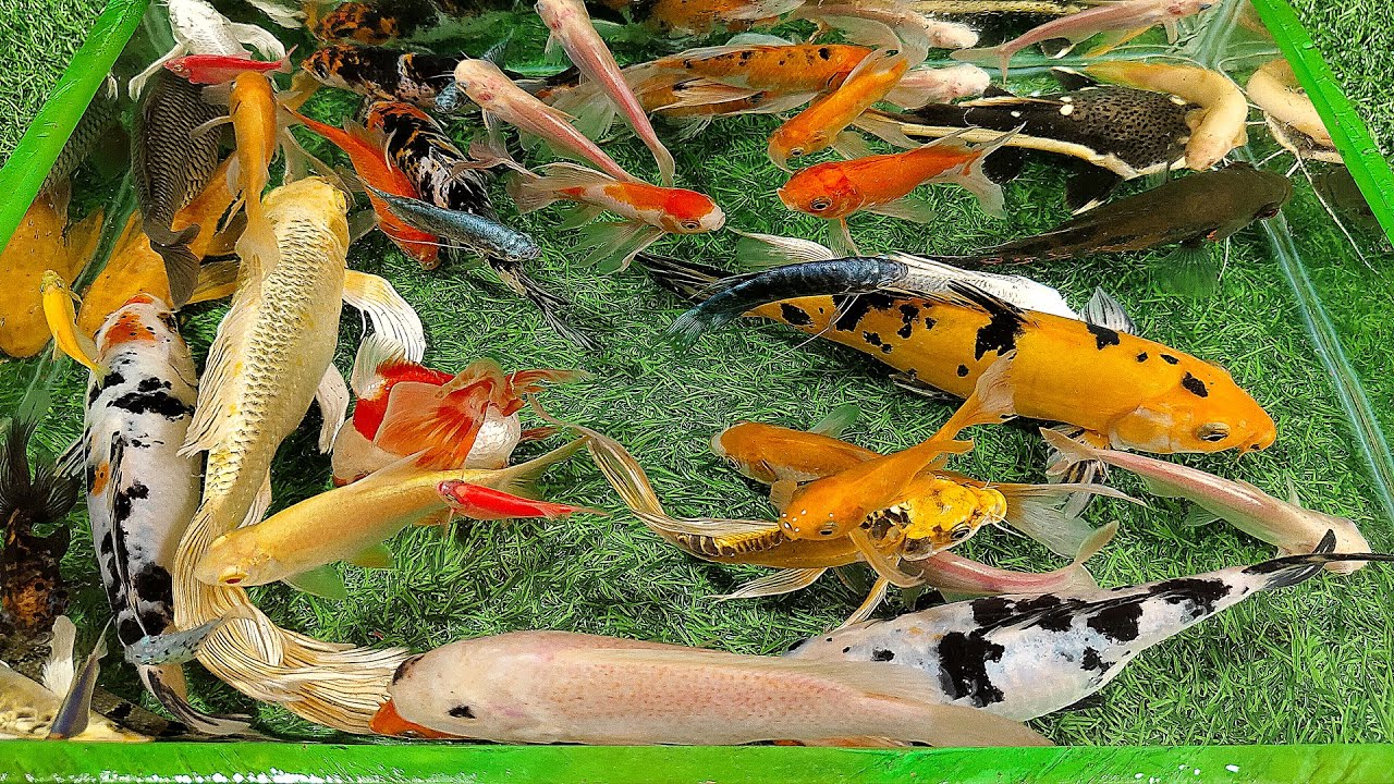 WOW Unboxing Ikan Hias Warna Warni, Ikan Mas Koki,Ikan Ikan Koi Slayer, Ikan Sepat Hias, Ikan Patin