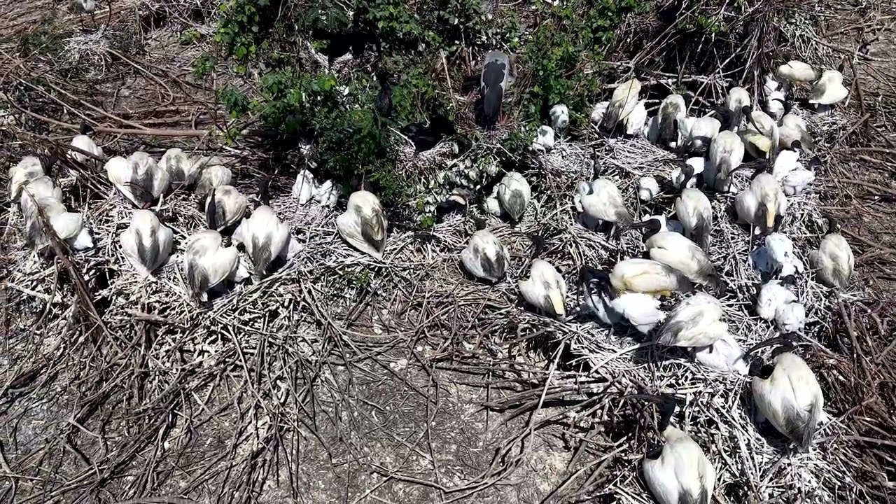 Healing Music for Inner Peace and Calm Nature Stress Release Relaxing Sound EP6