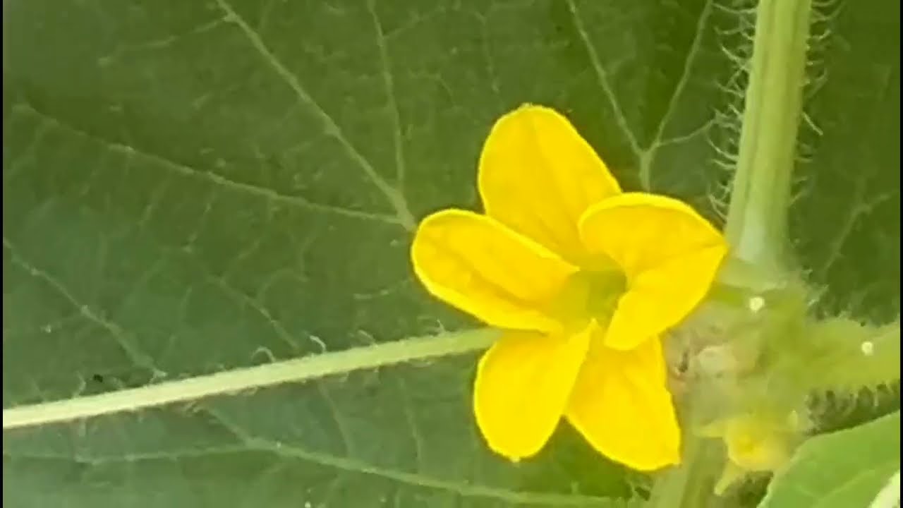 സിദ്ധുവിനെ വിട്ടുപിരിയില്ലെന്ന് ദേവിക വാക്ക് കൊടുക്കുന്നു ശരത്തിന്റെ കരണം പുകക്കുന്നു ദേവിക