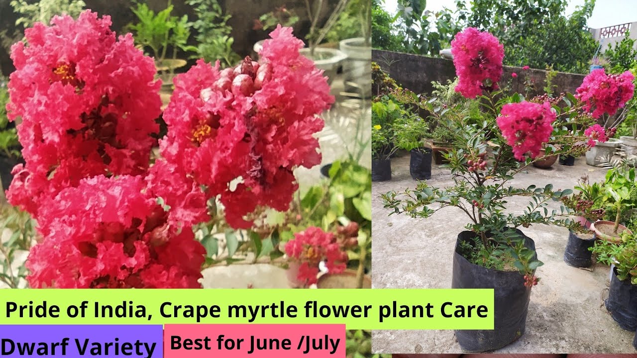 Pride of India, Crape myrtle flower plant care 🌱Jarul, Savni, Lagerstroemia