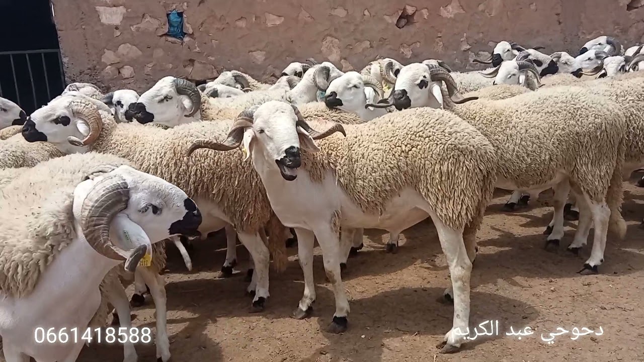 إنطلاق بيع حولي لعيد 2021 عند إخوان دحوحي