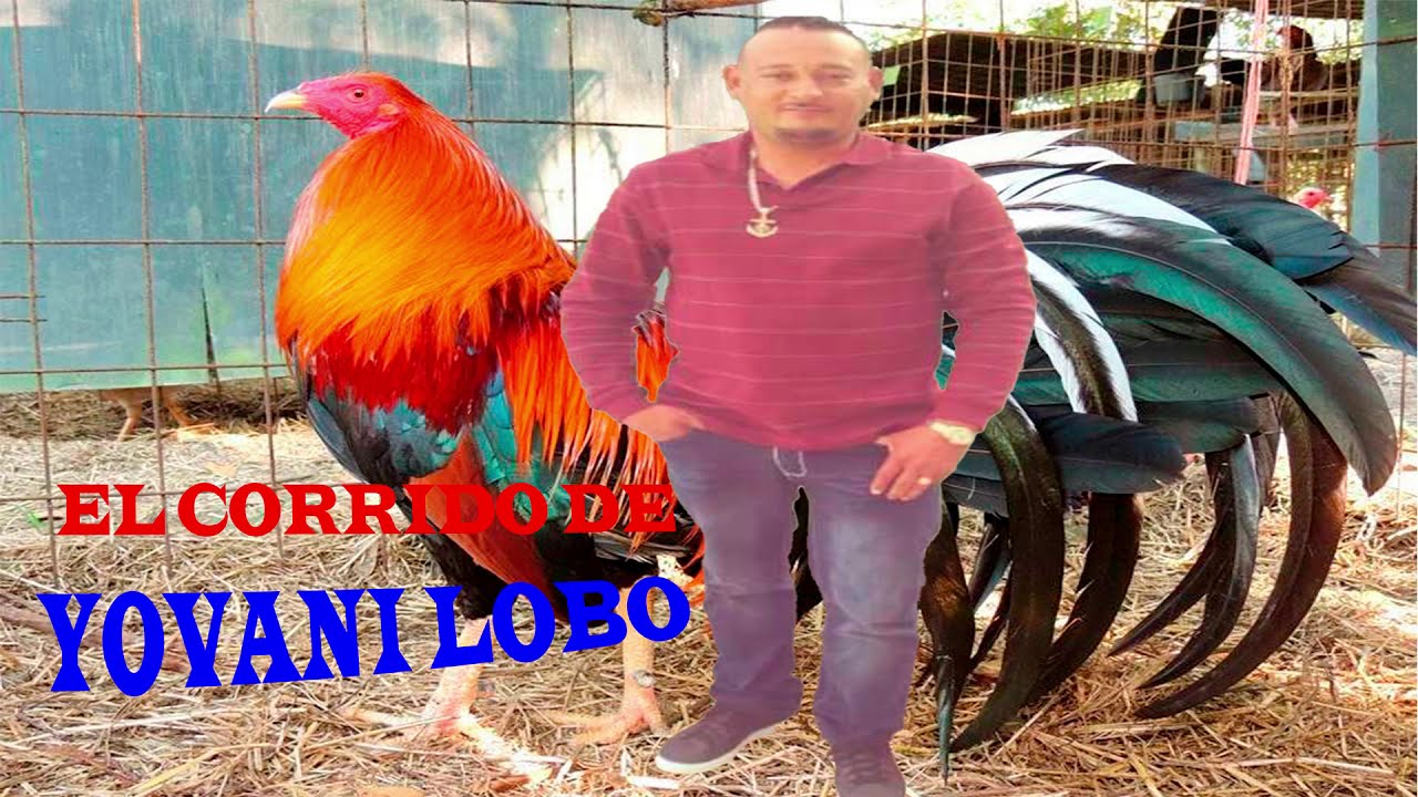 TIGRES DE OLANCHO   EL CORRIDO DE YOVANI LOBO