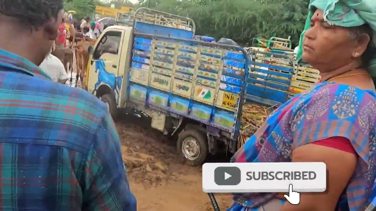 வடலூர் மாட்டு சந்தை/ கொட்டும் மழையில் மாட்டுச்சந்தை/#vadalur cow market / @Thamilarasan.kkuppusamy