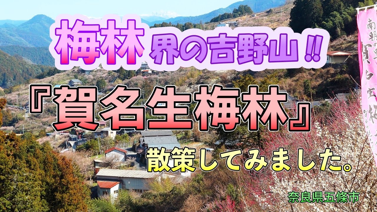 「梅林界の吉野山！」　賀名生梅林を散策してみました。2月28日撮影　奈良県五條市