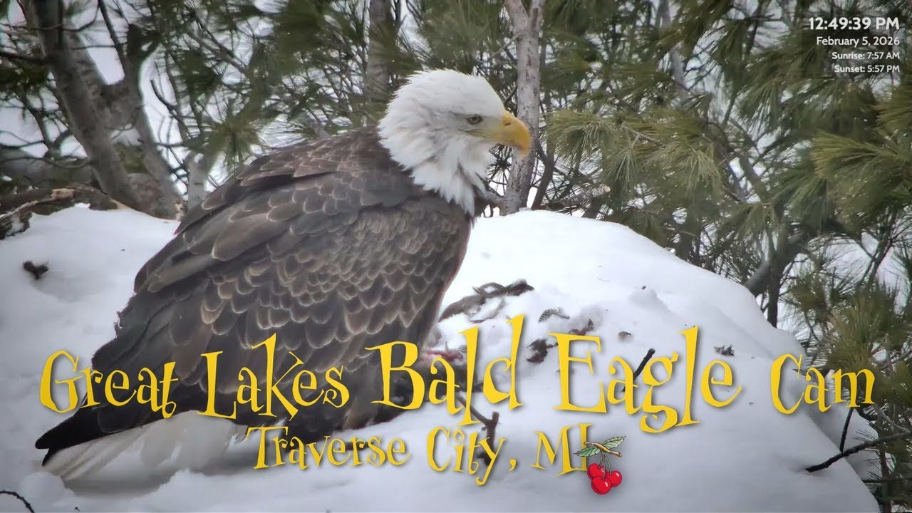 Snowstorm Survival: Harry & Harriet Bring Skunk Prey to the Frozen Nest | Viewer Discretion Advised