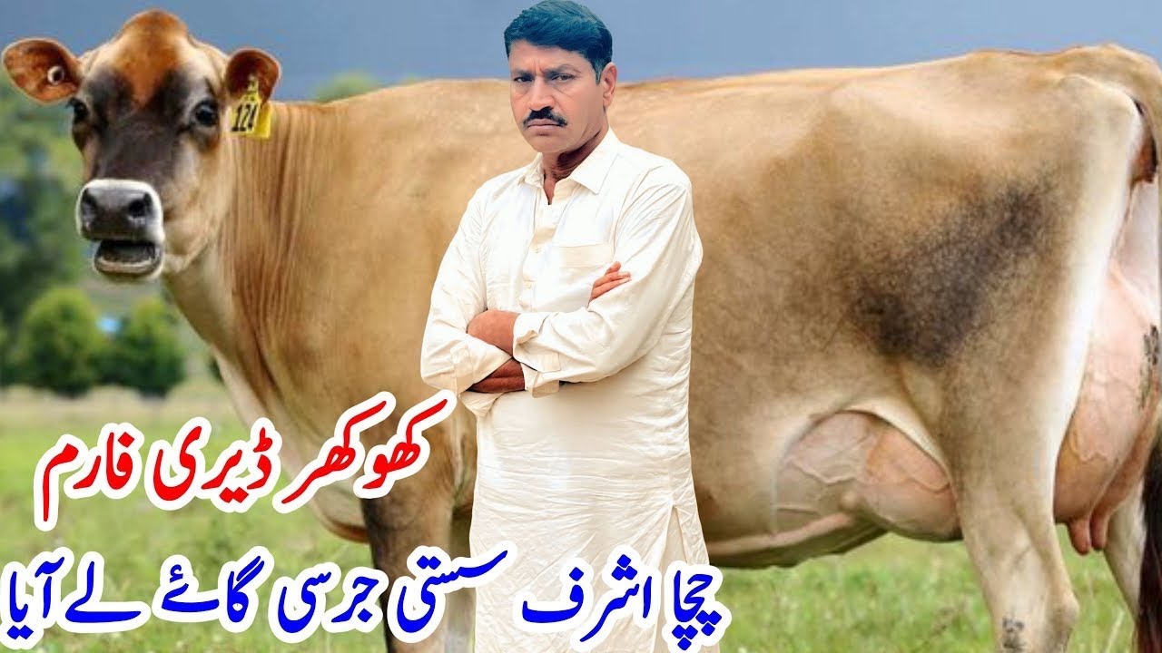 Khokher dairy farm | Jersey Cow for sale In Punjab | Australian Friesian cross Cows in Pakistan 