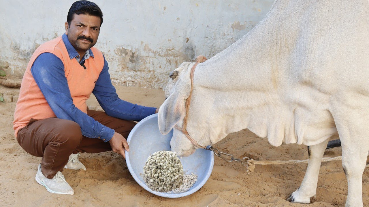 Cotton seeds साबुत बिनोला खिलाओ गाय भैंस के पानी की तरह पतले #दस्तों का नंबर 1 इलाज loose motion