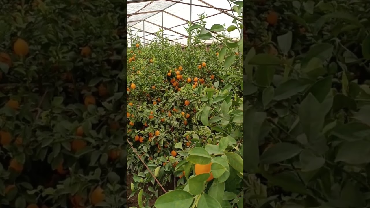 Лимон дерево_ Лимон в парнике #shortsvideo #огород #участок #tashkent #shorts #лимончики #парники