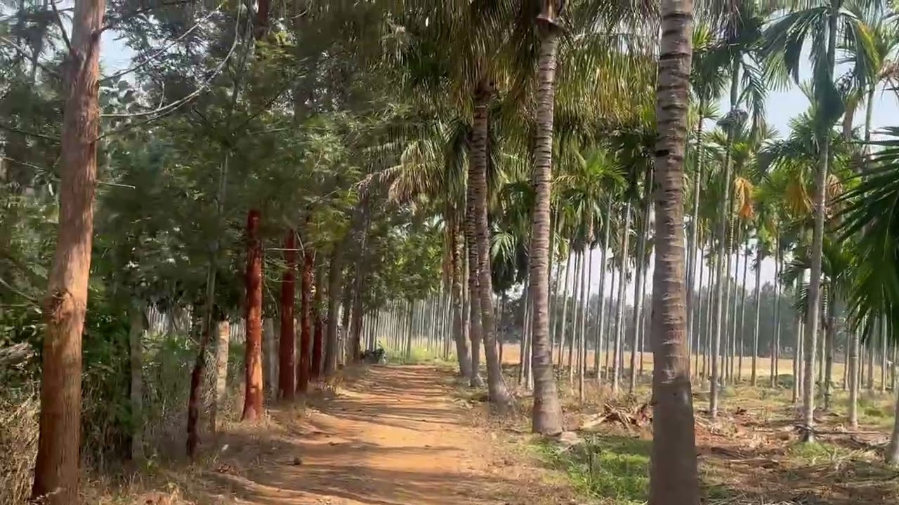 40ACRES LAND SALE KOLLEGLA NEAR 15KM MYSORE 75KM BANGLORE 145KM PRICE PER ACRE35LACK 9902421145