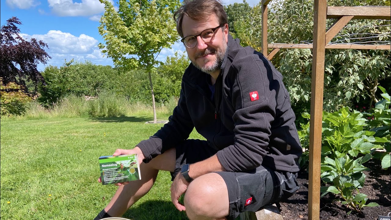 How and why we use Nemaslug to control slugs in our garden