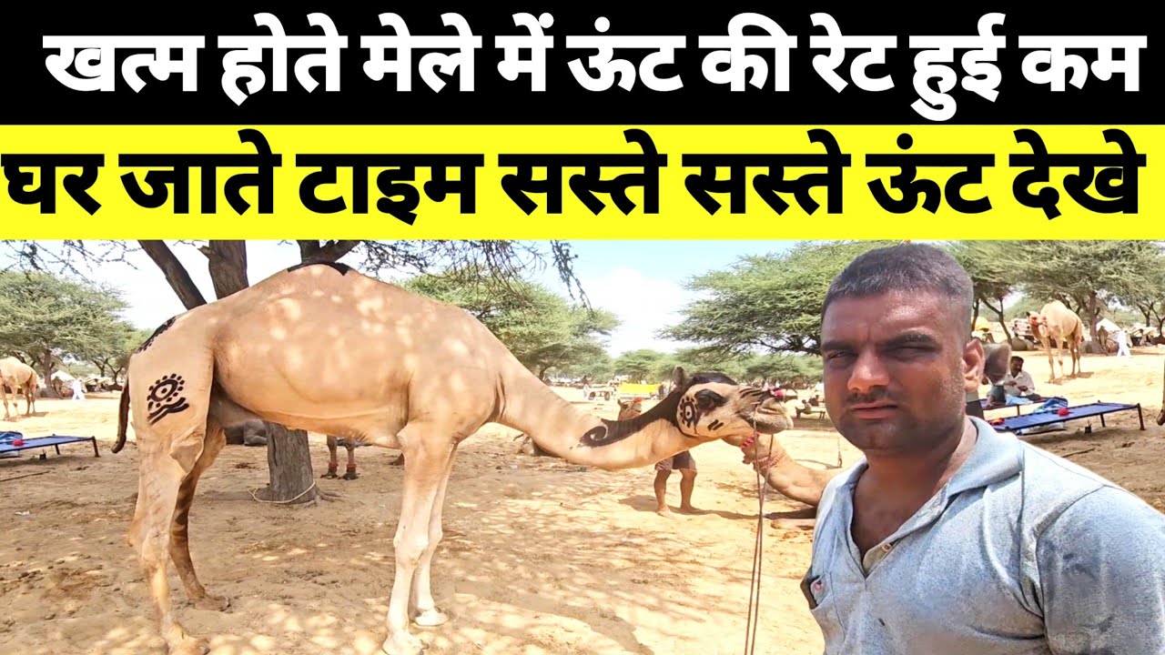 खत्म होते Gogamedi Pashu Mela 2025 में ऊंट की रेट्स हुई बेहद सस्ती 😳😱