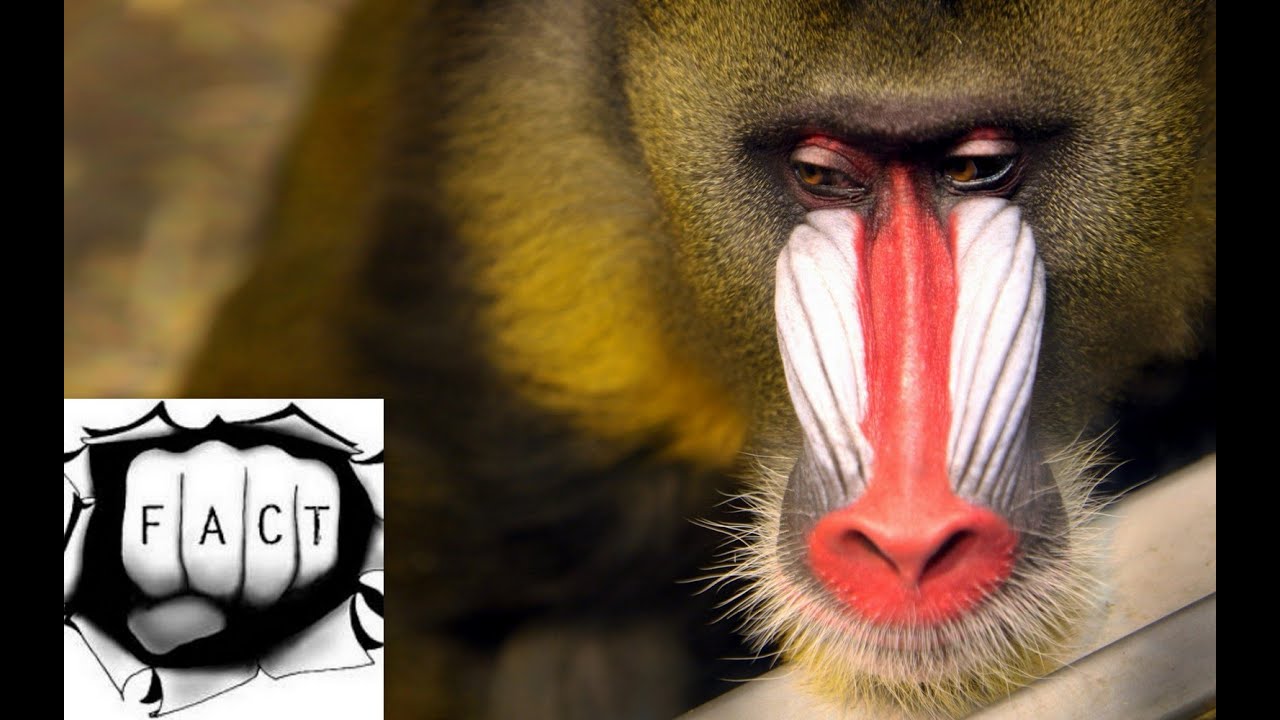 Top 10 Most Amazing Monkeys In The World