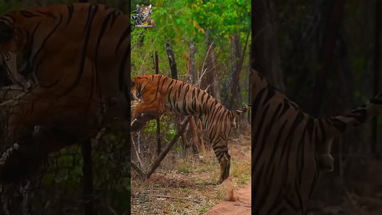 Caught on Camera: Bajrang the Tiger's Epic Escape from Bandhavgarh! 🐅🌿 #wildlife #nature