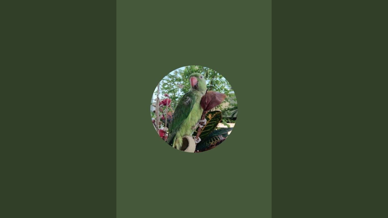 PARROT VLOGS  is live