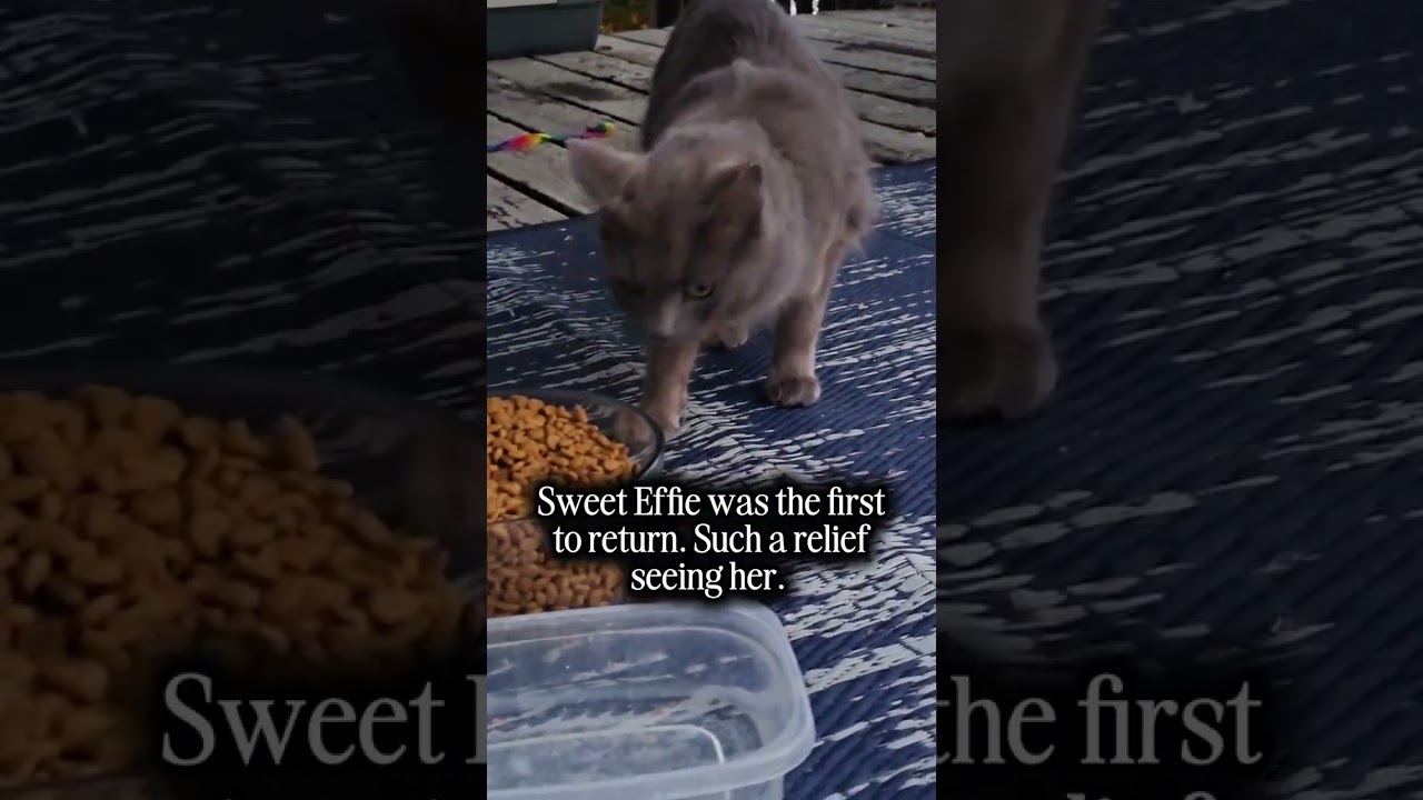 Неделя плохой погоды и ни одного бездомного кота 