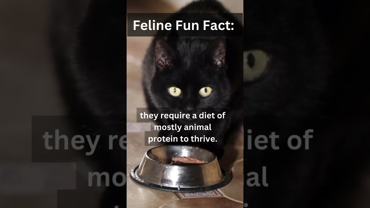 🥩🐱 Kitty Carnivores #CarnivoreCats #catfacts #funfelinefacts