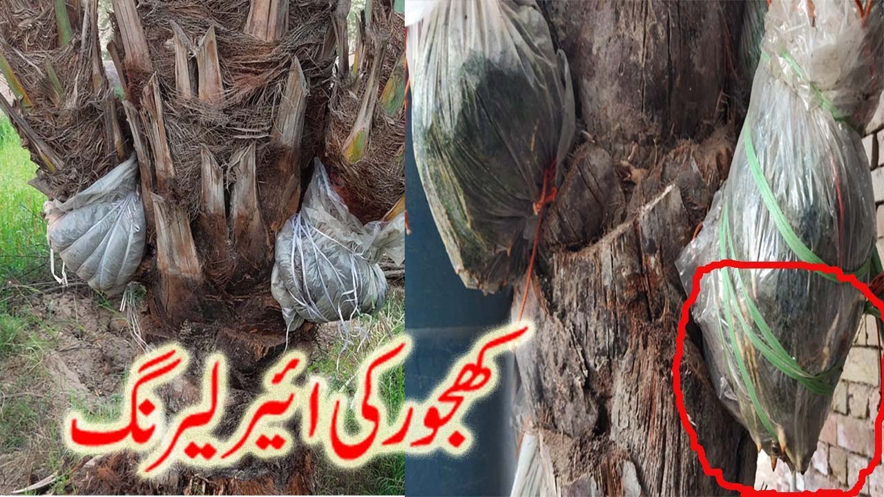 How to Air Layering Dates Palm?  کھجورکے سکرز یعنی زیر بچہ کی ائرلئیرنگ  کیسے کی جاتی ہے؟