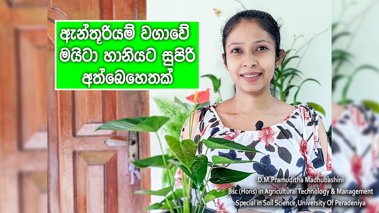 ඇන්තූරියම් වගාවේ මයිටා හානියට අත්බෙහෙතක් /How to identify & control mites attack in Anthurium plants