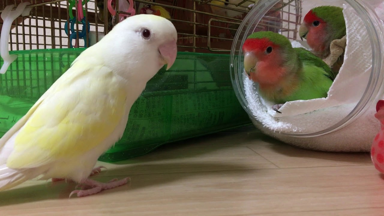 あひるつぶつぶスクイーズ　小桜インコ　我が家の天使たち5羽