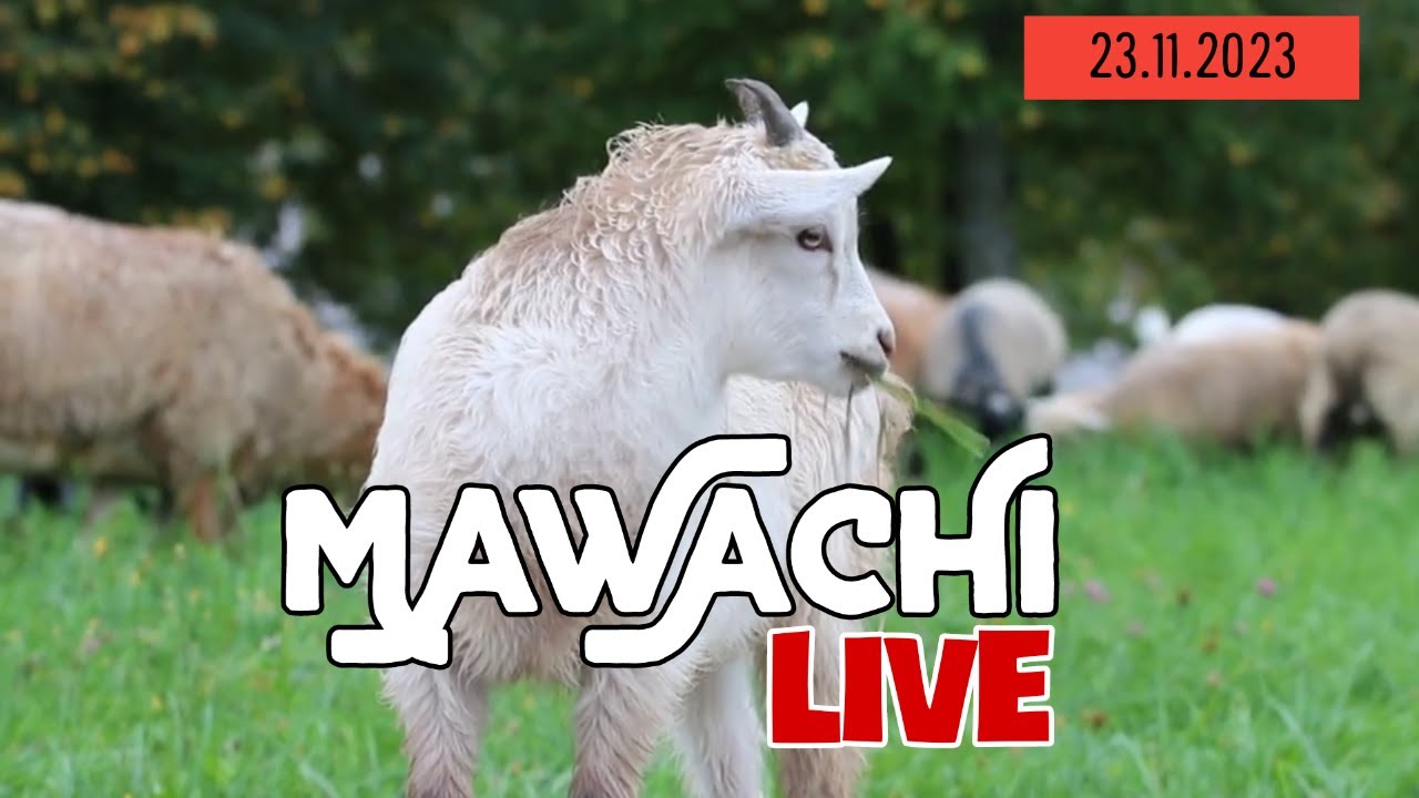 MAWACHI LIVE 23/11/2023