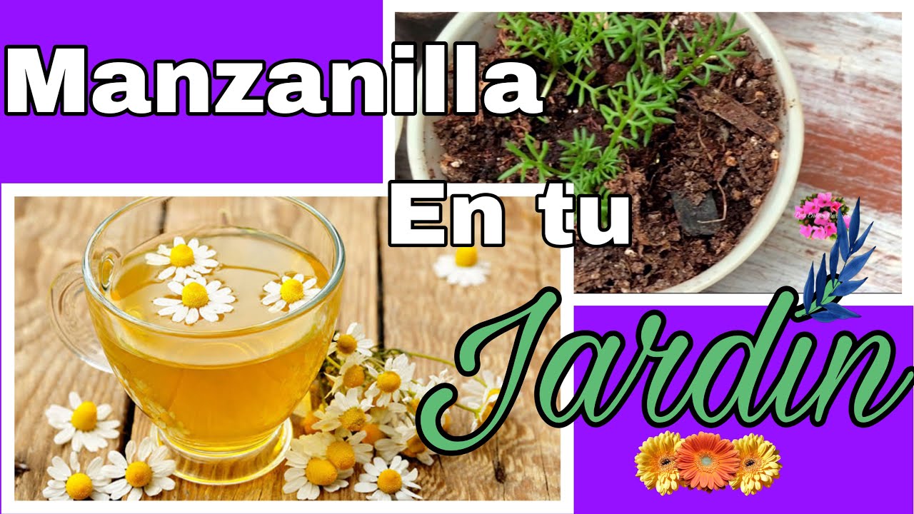 Cultivar Manzanilla 🌼 para Ti y para Regalar 💖/Fácil paso paso