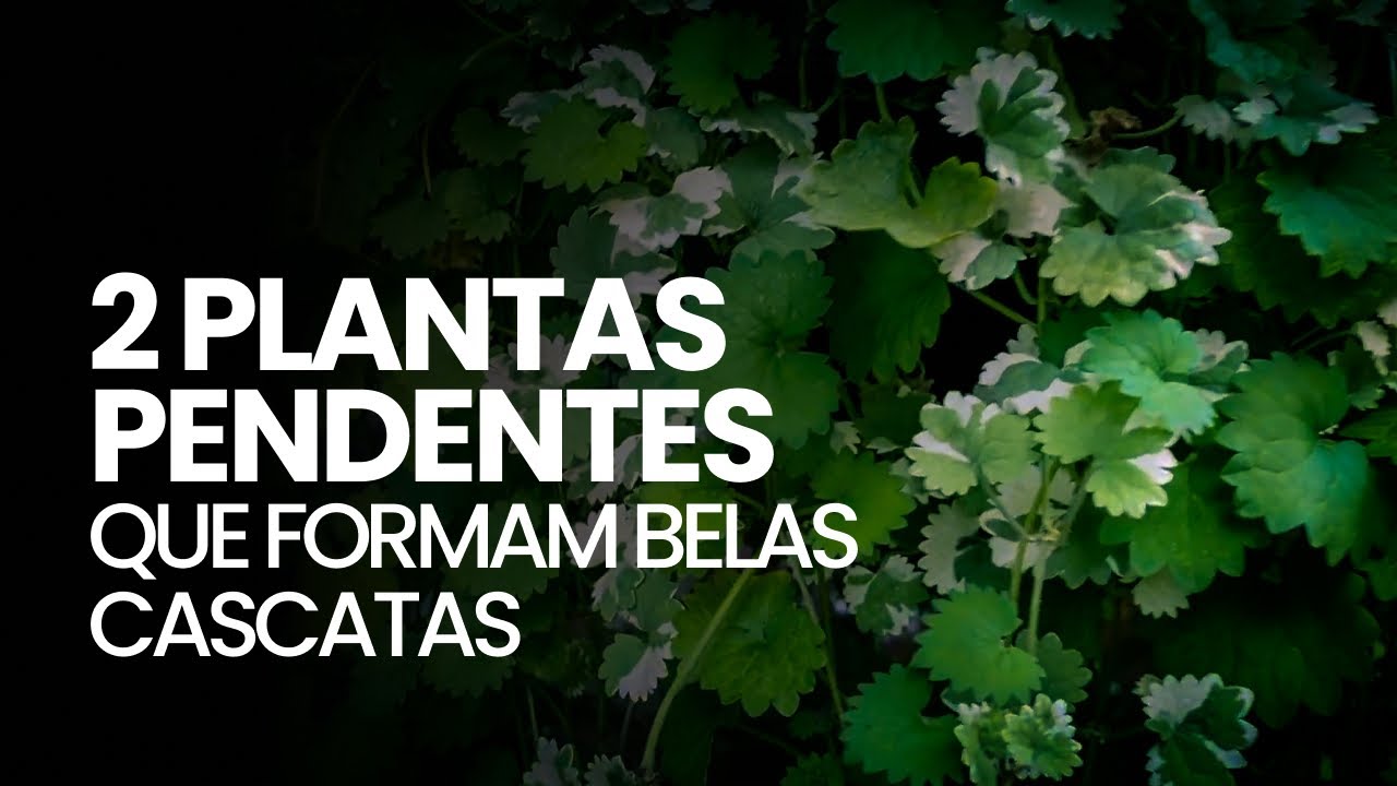 2 PLANTAS PENDENTES que formam BELAS CASCATAS