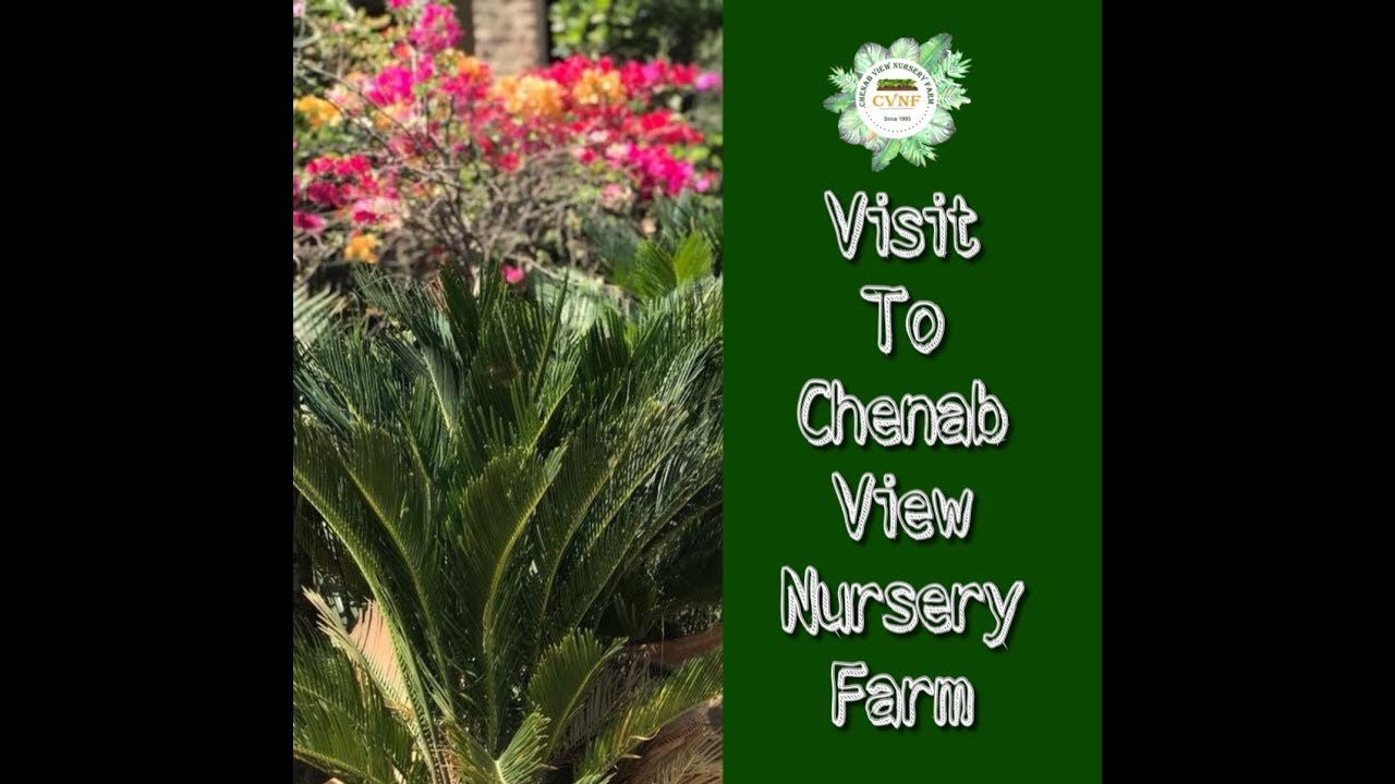Visit to Chenab view nursery farm Part 1/2
