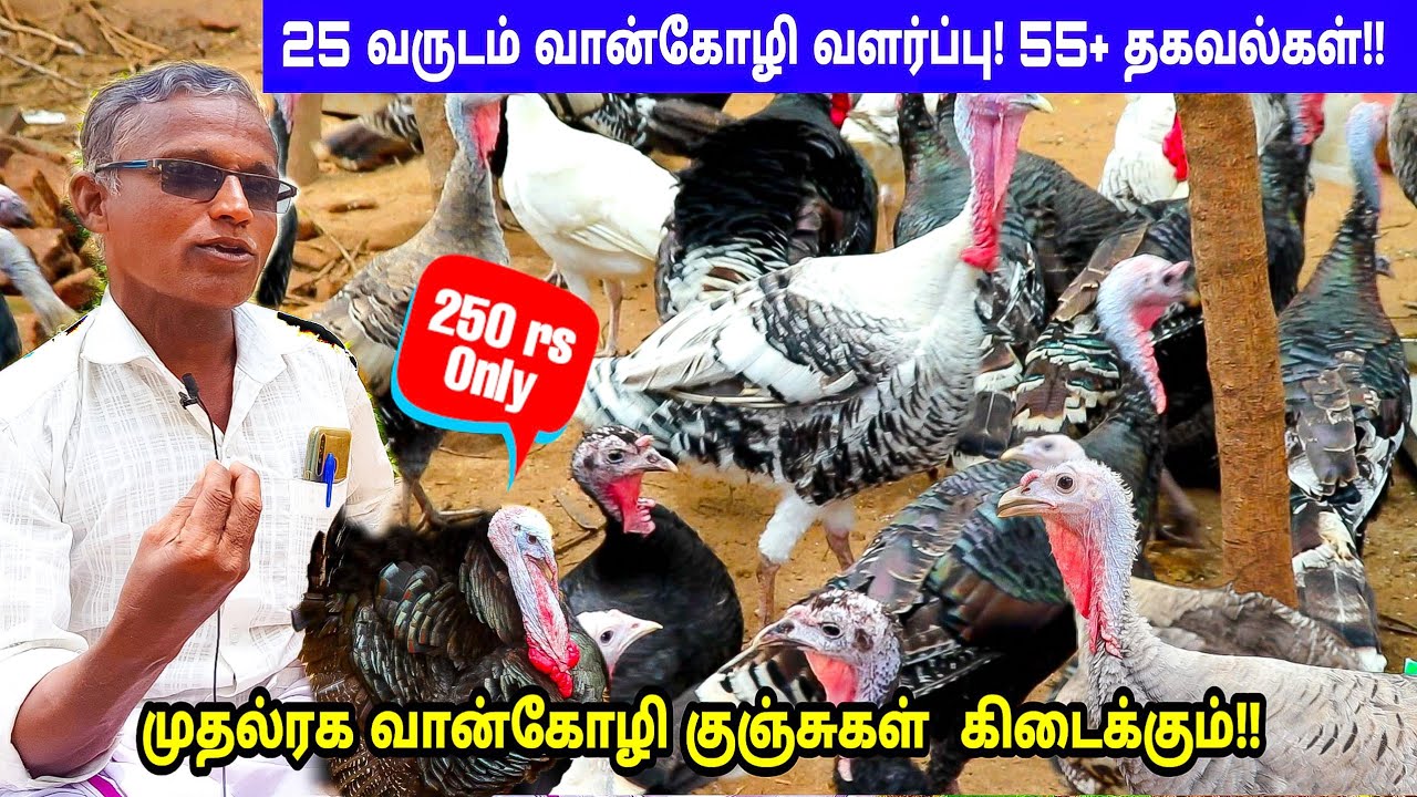 வான்கோழி வளர்ப்பு - 250 ரூபாயில் தரமான வான்கோழி கிடைக்கும்-55+ தகவல்கள்| குறைந்த செலவு, அதிக லாபம்