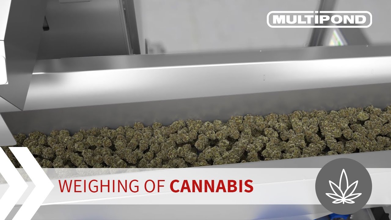 Multihead weigher | Automatic weighing of cannabis | MULTIPOND