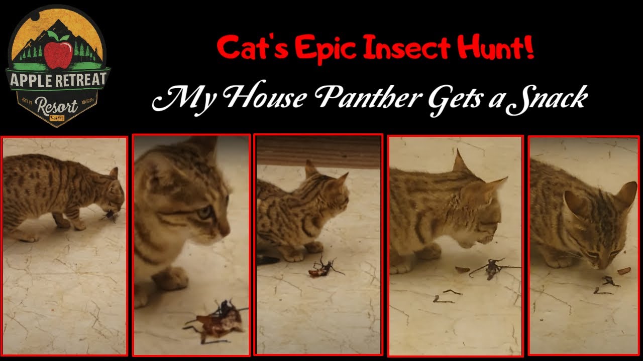Cat's Epic Insect Hunt! | My House Panther Gets a Snack 