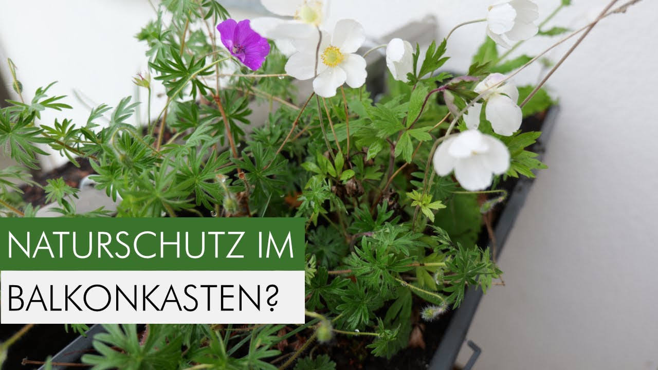 10 perfekte Blumenkästen für Tiere & Ästhetik – pflegeleicht & mehrjährig!