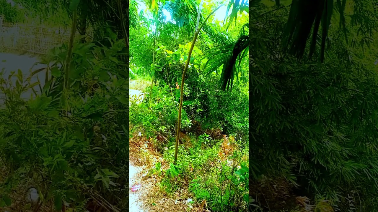 Shei Shesh Dekha Ja Ekta Jibon Boro Chhilo #banglaemotionalstory #tending #viral#sadbanglastory