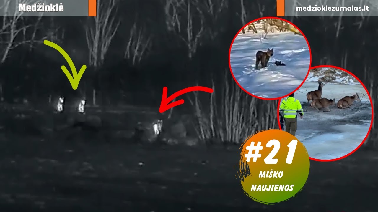 Sitinka dvi vilkų gaujos, šeimininkas gelbsti katę, per ledą pastumti elniai. Miško naujienos #21