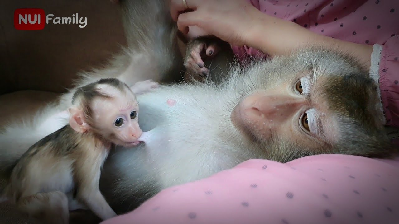 Nui needs mom to take care and cuddle | Nui Family