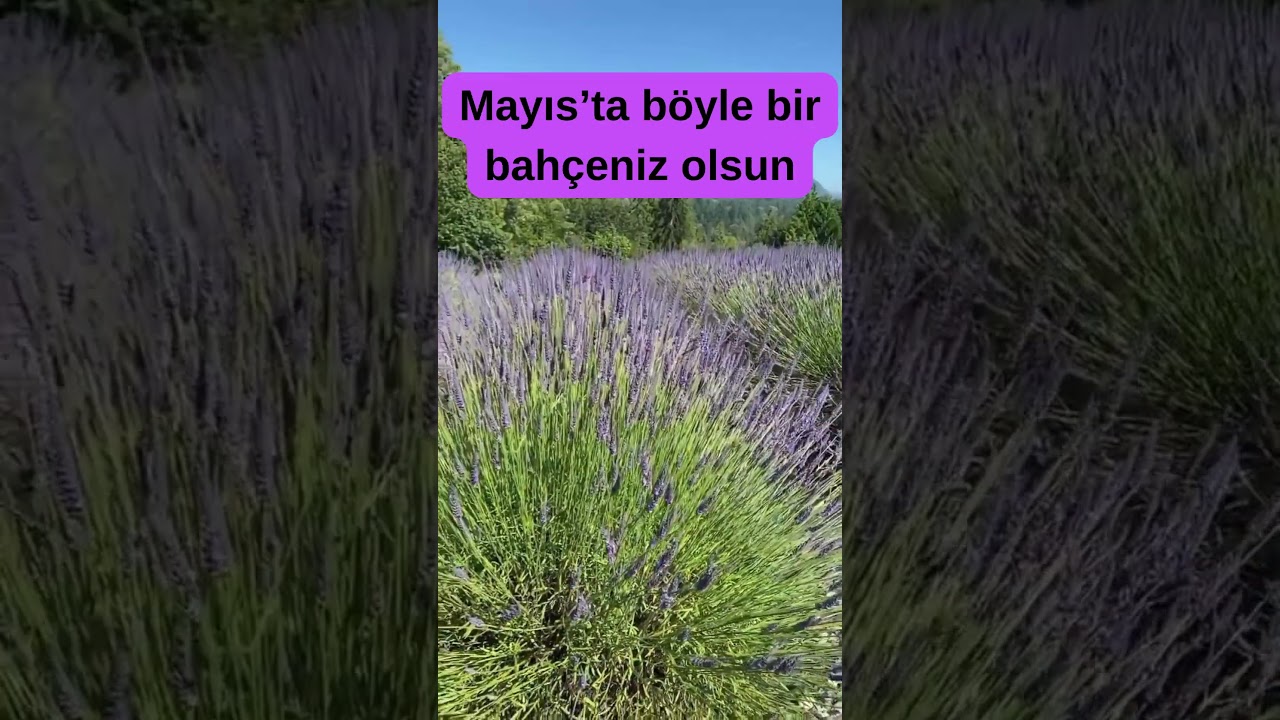 Lavanta Fide Dikim Zamanı Başladı.  #lavanta Yetiştirin. Saksıda, Balkonda, Bah&ccedil;ede Lavanta Yetiştir