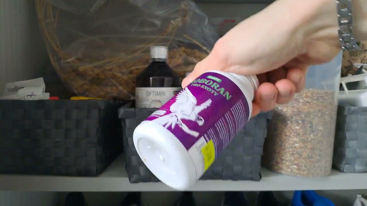 Jak často a čím krmit andulky