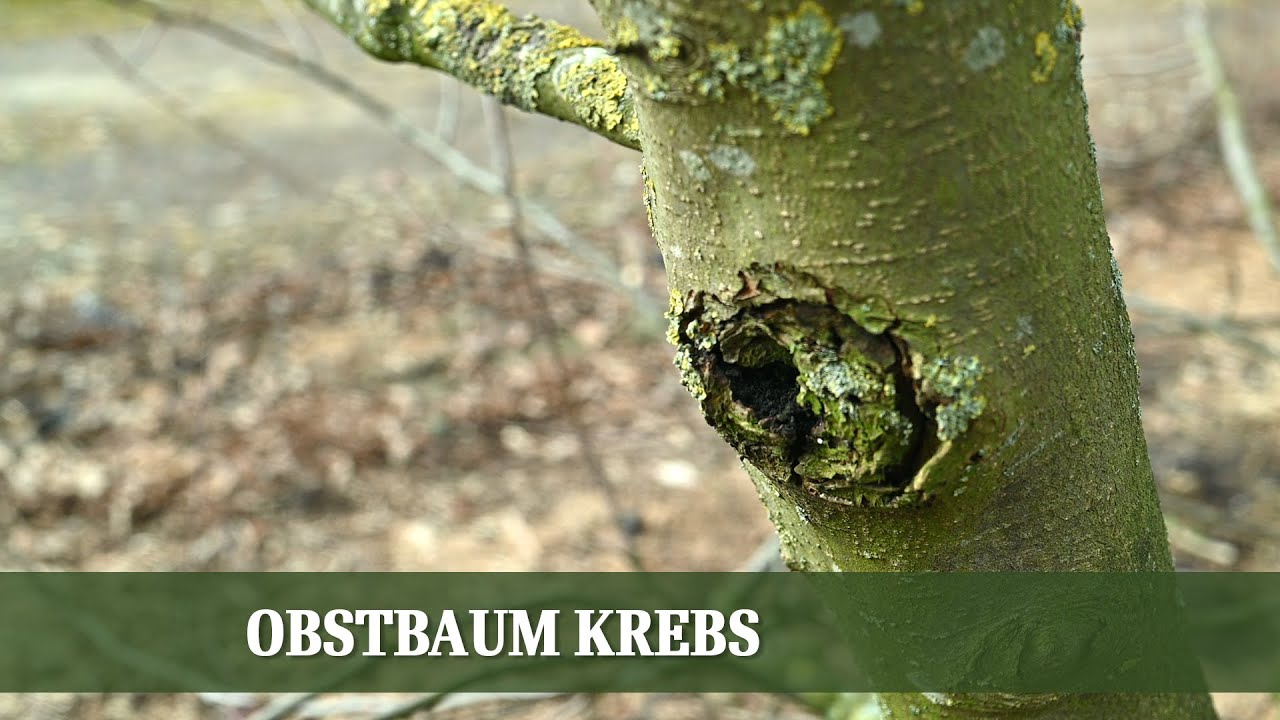 Obstbaumkrebs - Wie kann man befallene Bäume retten?